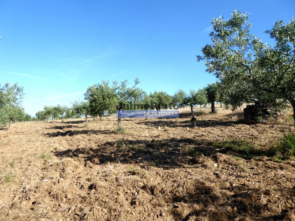 Farm