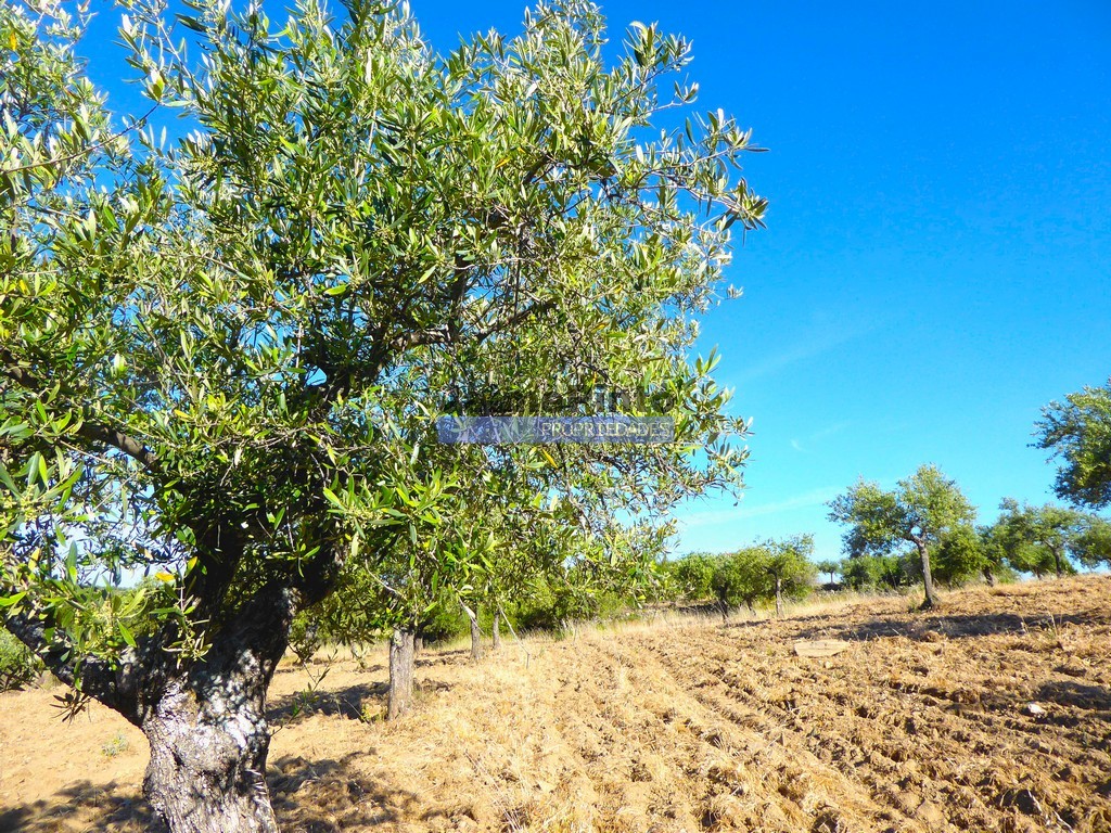 Farm