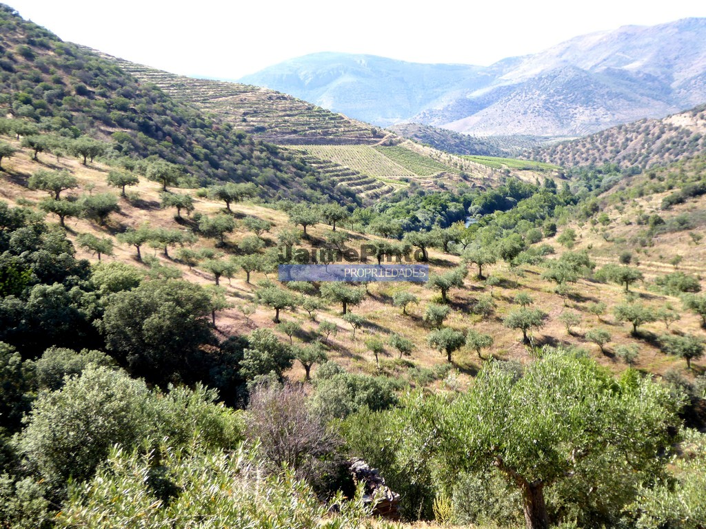 Agricultural land