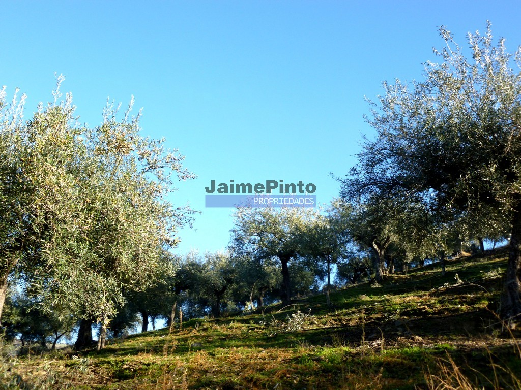 Agricultural land