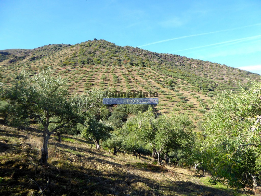 Agricultural land