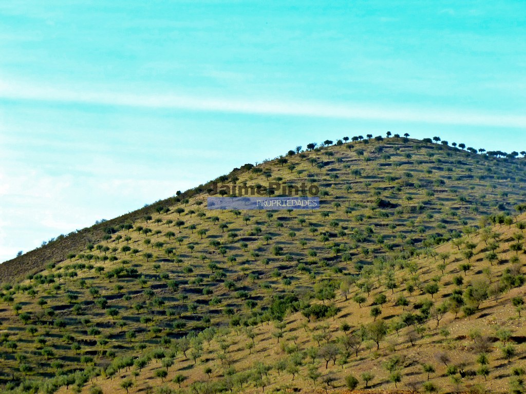 Agricultural land