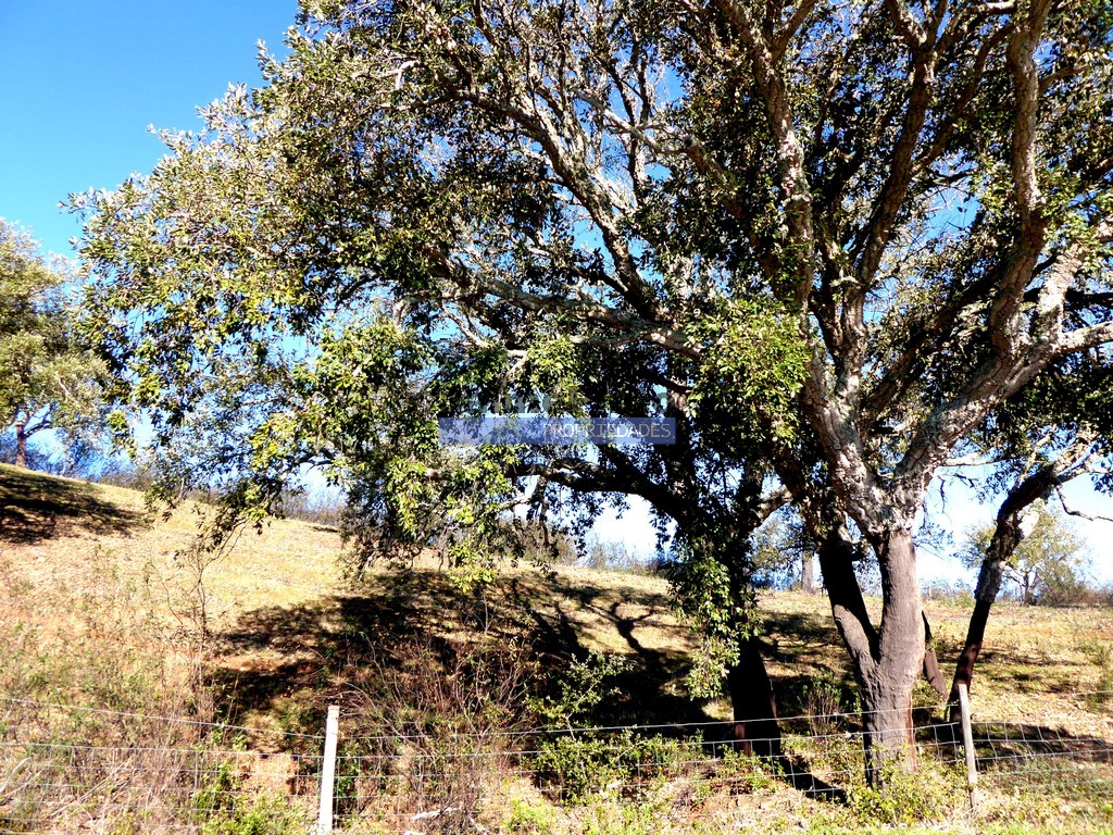 Farm